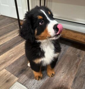 Available Bernese Puppies