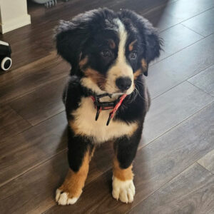 Bernese Mountain Dog adoption process